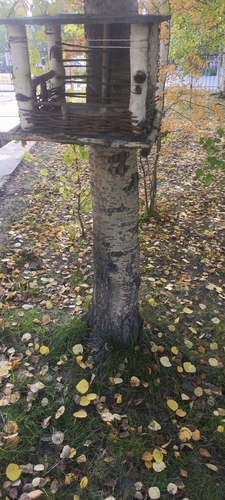 European aspen