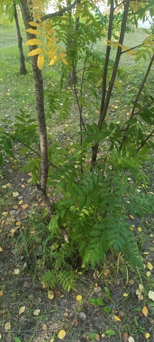 European mountain ash