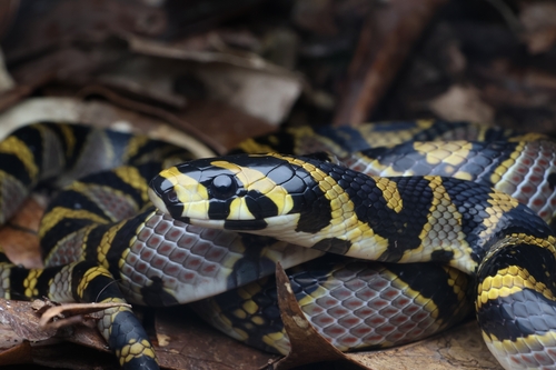 Mandarin Ratsnake