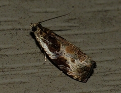 Olethreutes connectum