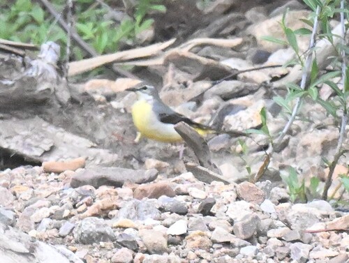 Grey Wagtail