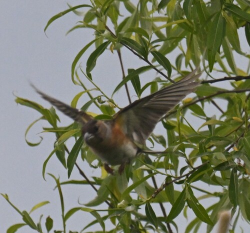 Brambling