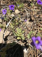 Phacelia fremontii