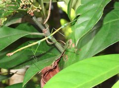 Phraortes stomphax