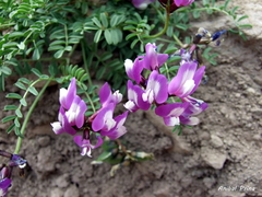 Astragalus cruckshanksii