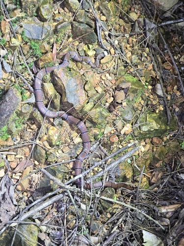 Sinomicrurus annularis