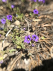Phacelia fremontii