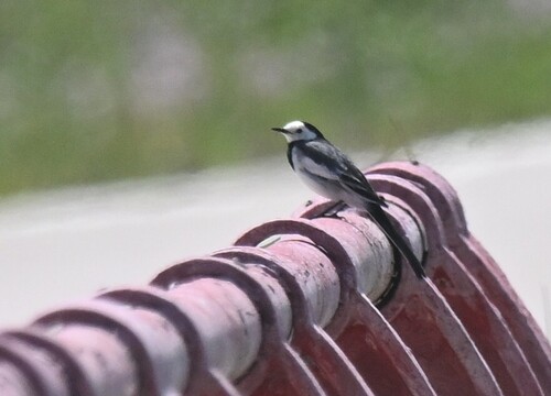 White Wagtail