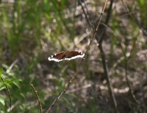 Mourning Cloak