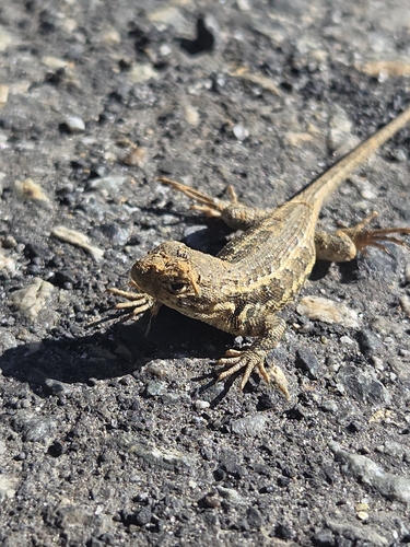 iNaturalist observation photo of Spiny Lizards