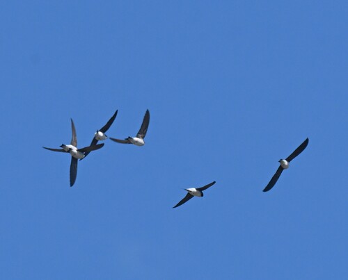 Siberian House Martin