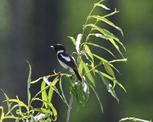 Amur Stonechat
