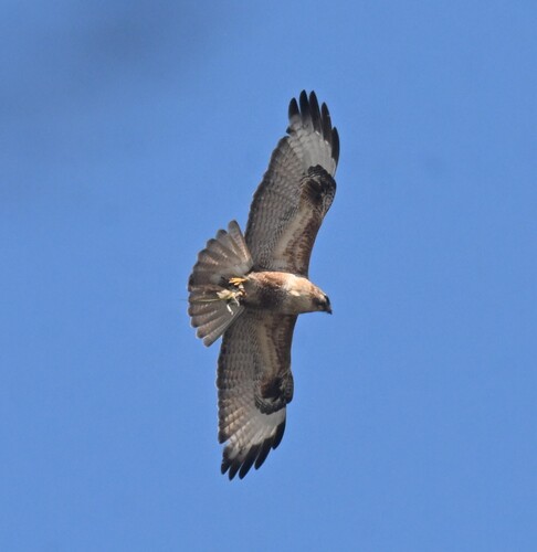 Eastern Buzzard