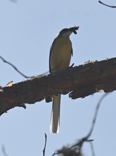 Grey Wagtail