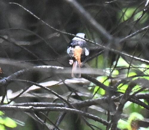 Daurian Redstart