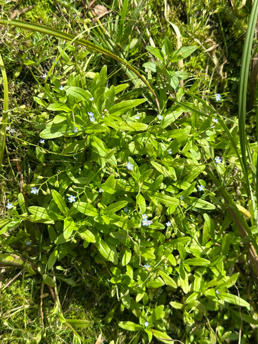 Myosotis laxa, photograph 4