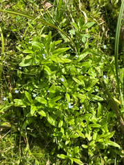 Myosotis laxa, photograph author not stated, no rights reserved