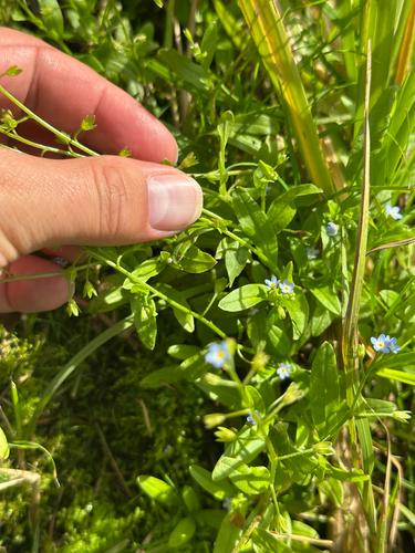 Myosotis laxa, photograph 6