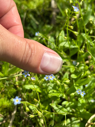 Myosotis laxa, photograph 3