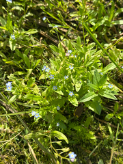 Myosotis laxa, photograph author not stated, no rights reserved