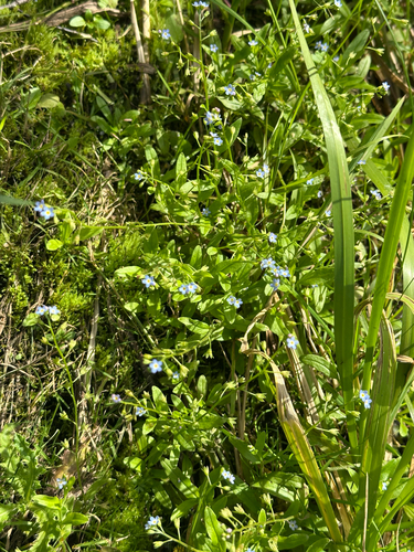 Myosotis laxa