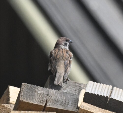 Eurasian Tree Sparrow