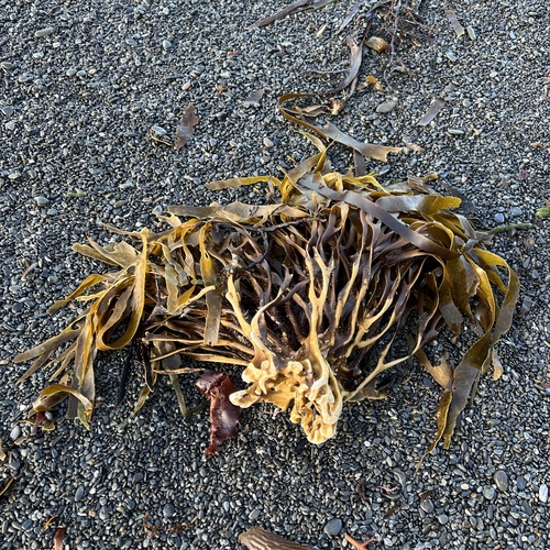 Lessonia variegata, 2026-09-11