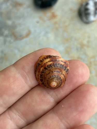 Turbo petholatus observed 2026-09-10