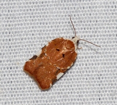Acleris cervinana