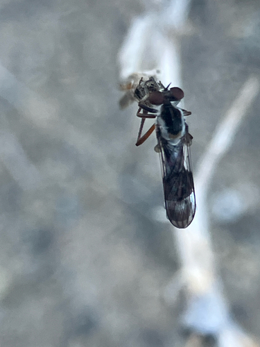 iNaturalist observation photo of Brachyrhopalinae