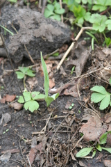 Erythronium propullans