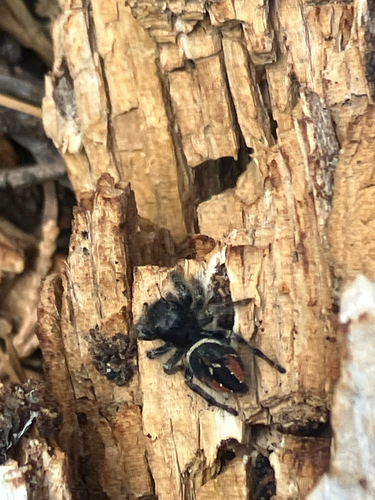 iNaturalist observation photo of Johnson's Jumping Spider