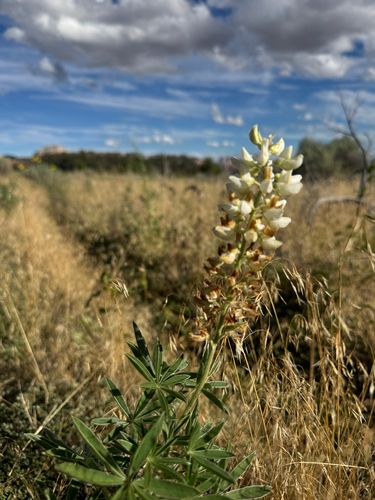 Lupinus sericeus observed 2026-09-07