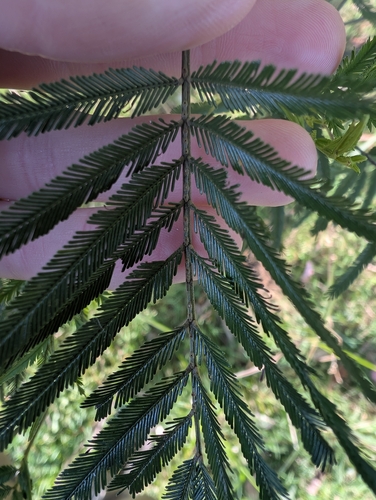 Acacia filicifolia