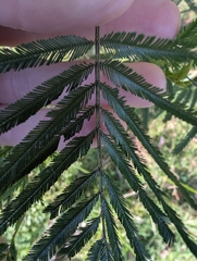 Acacia filicifolia