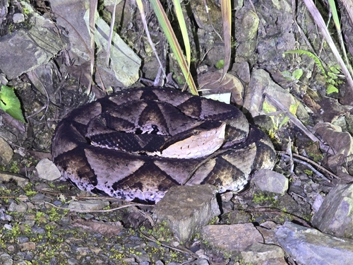 Chinese Moccasin