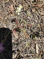 Gilia leptantha purpusii
