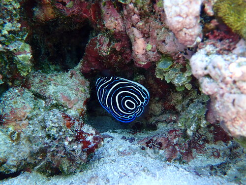 Emperor Angelfish