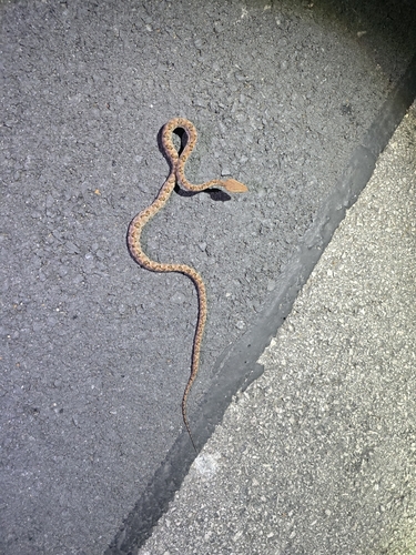 Brown spotted pitviper
