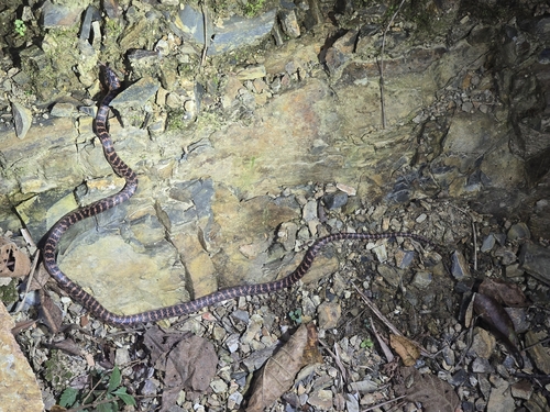 Red-banded Snake