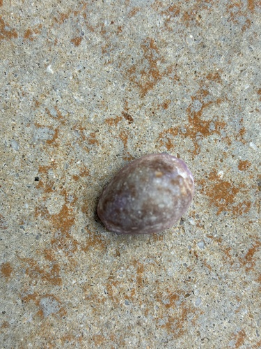 Cypraea poraria observed 2026-09-10