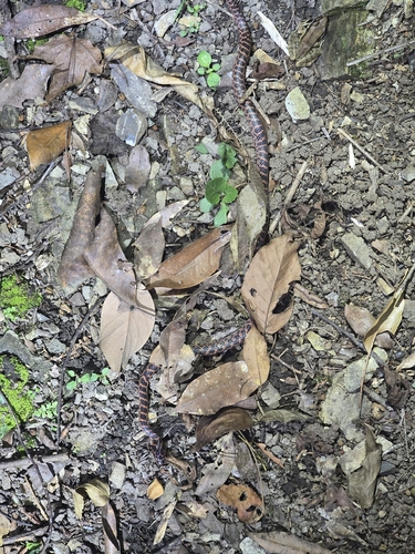 Red-banded Snake