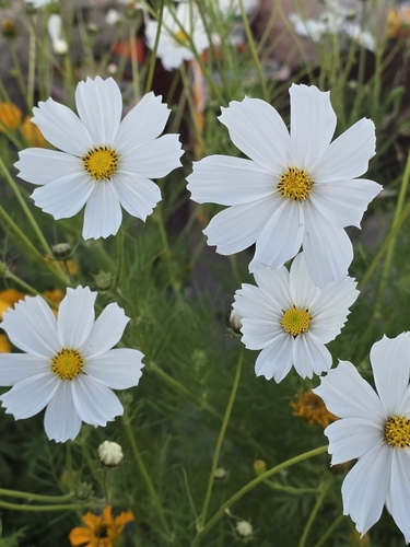 garden cosmos