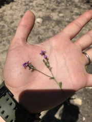 Gilia leptantha purpusii