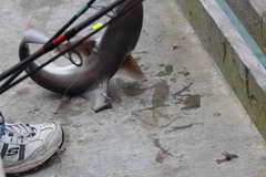 Carcharhinus plumbeus