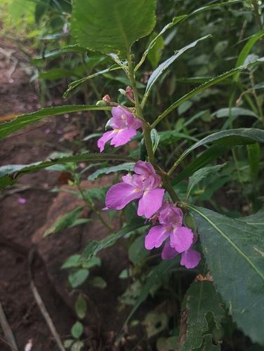 Garden balsam
