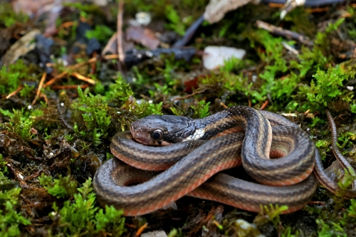 Kutkai Keelback