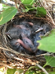 Chondestes grammacus