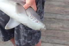 Carcharhinus plumbeus