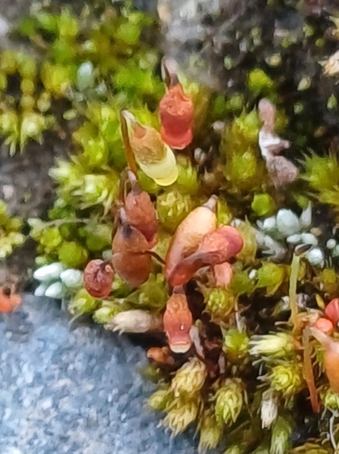 Gemmabryum coronatum observed 2026-09-11